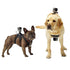 Pet Photography Chest Strap - See the world as your dog does (Includes Delivery)